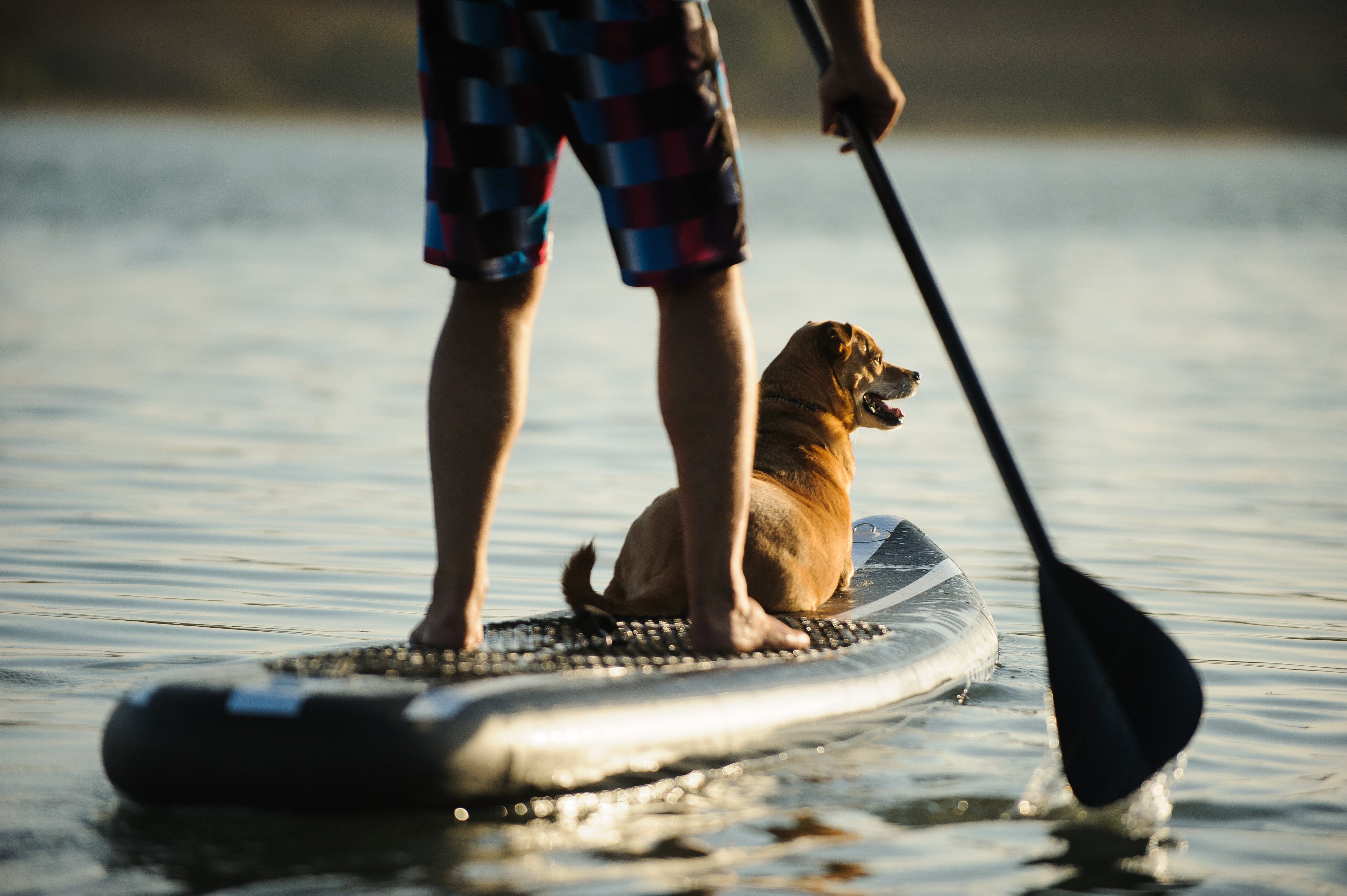 Paddle Boards